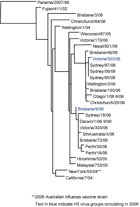 Figure 8. Evolutionary relationships between influenza A(H3) haemagglutinins (HA1 region)