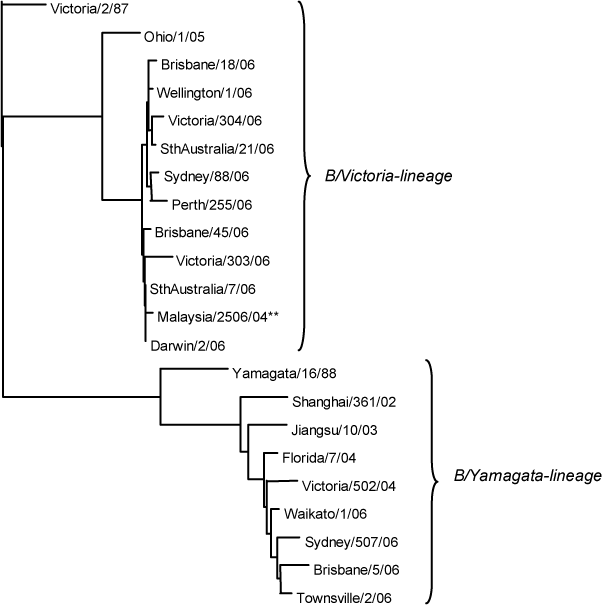 Figure 10. Evolutionary relationships between influenza B haemagglutinins (HA1 region)