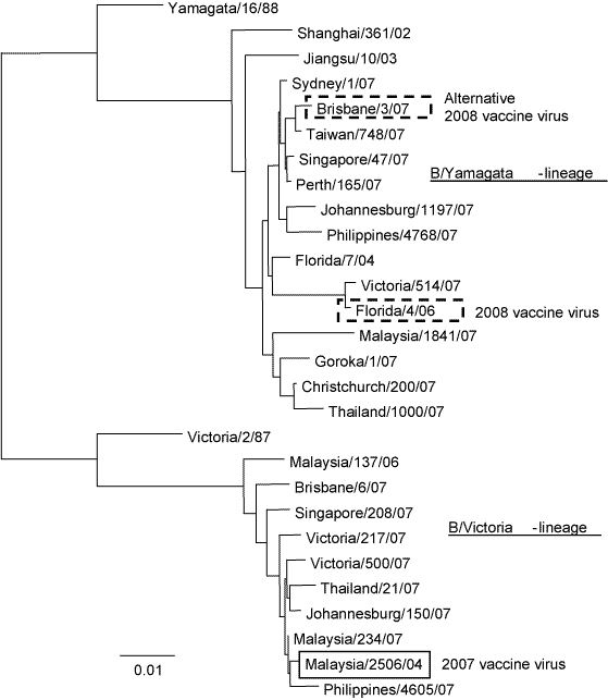Figure 19. Evolutionary relationships between influenza B haemagglutinins (HA1 region)
