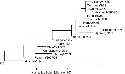 Figure 6. Evolutionary relationships between influenza N2 neuraminidases