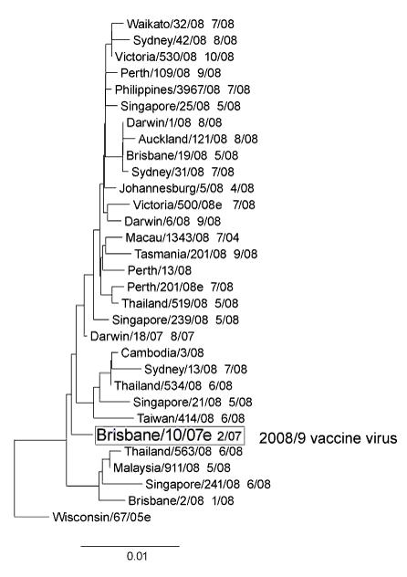 Figure 9:  Evolutionary relationships between influenza A (H3) haemagglutinins (HAI region)