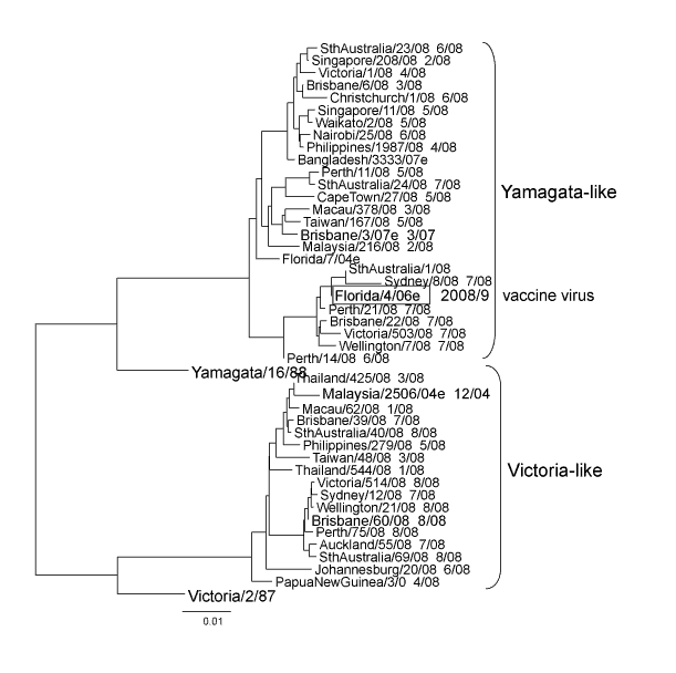 Figure 11:  Evolutionary relationships between influenza B haemagglutinins (HAI region)